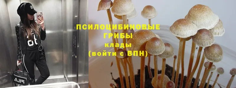 Псилоцибиновые грибы Magic Shrooms  Задонск 